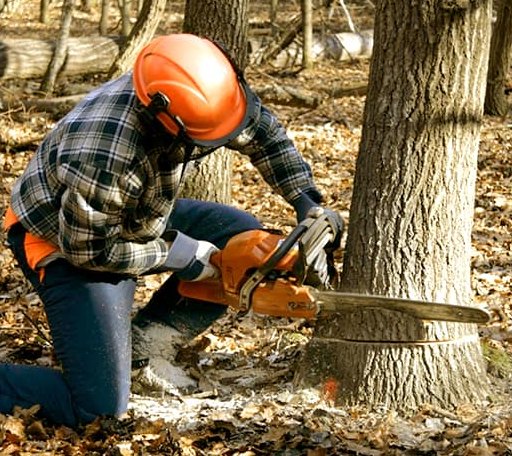 Tree Removal in Loachapoka, AL